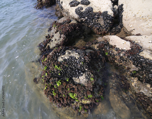 mussels attached to rocks of the Adriatic Sea photo