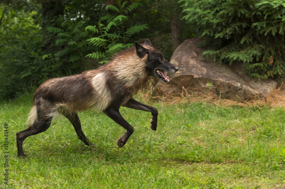 Obraz premium Black Phase Grey Wolf (Canis lupus) Jumps Forward