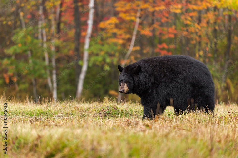 Fototapeta premium Adult Female Black Bear (Ursus americanus) Looks Back