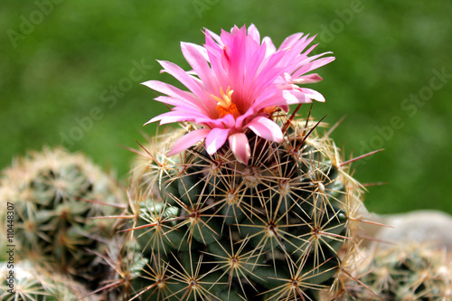 Pink flowering cactus on a green grass background   photo