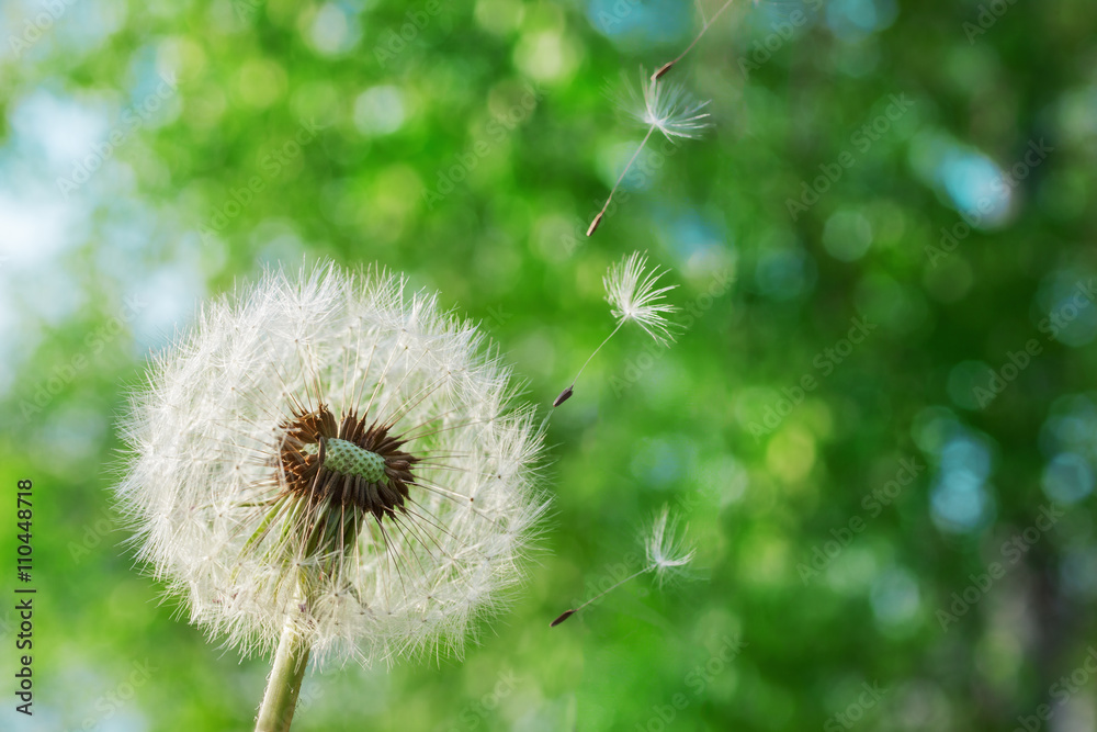 Dandelion