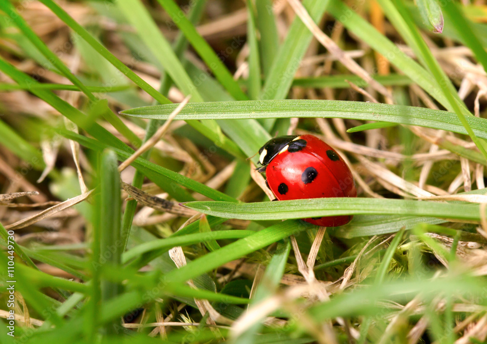 Fototapeta premium Ladybug among a green grass