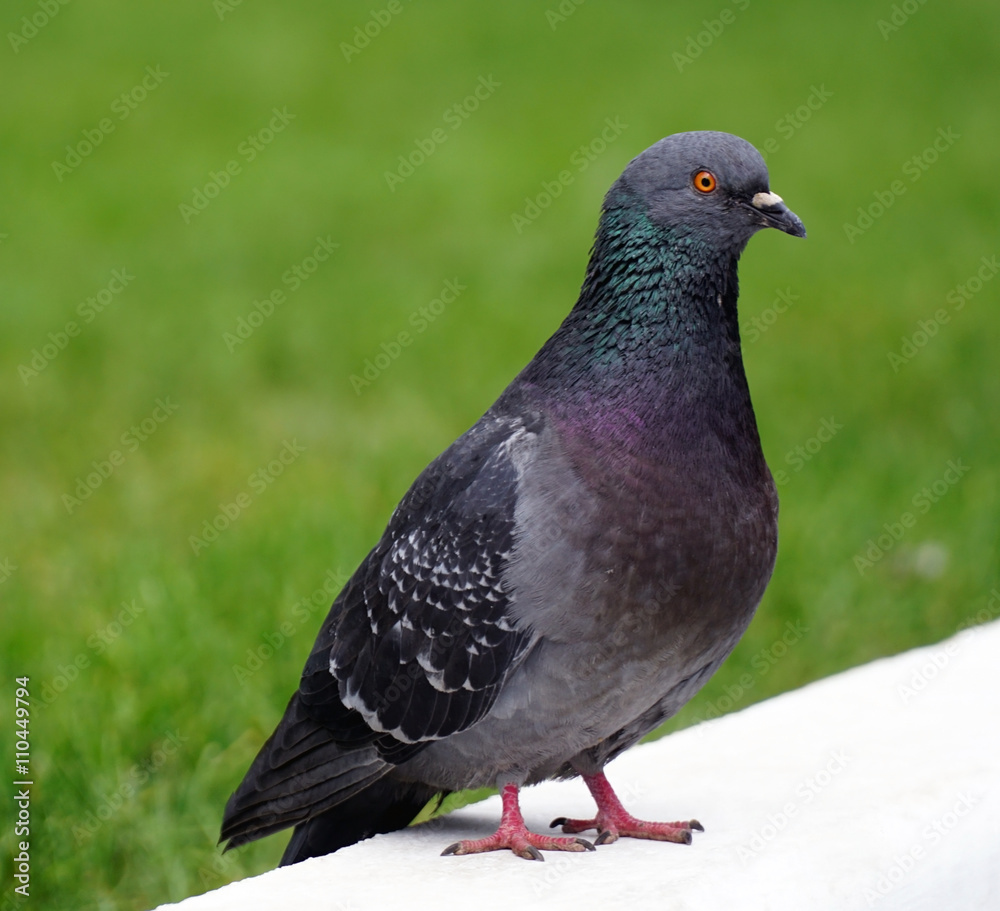 urban pigeon walks over the white curb urban pigeon walks over the white curb
