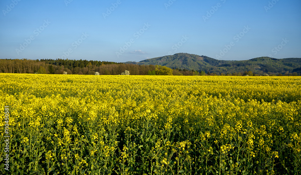 Blooming rape field with wooded mountain and flowering trees in the background. Sunny spring day with blue skies.