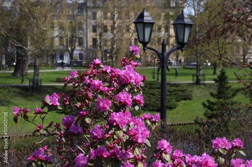 Beautiful pink Rhododendron tree blossoms. Riga. Latvia