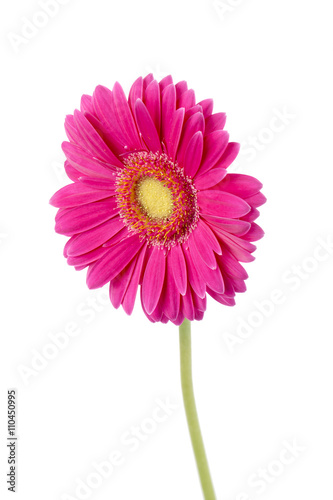 a stem of pink daisy