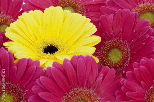 yellow flower surrounded with pink flowers.