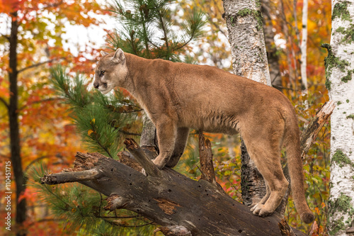 Adult Male Cougar (Puma concolor) on Branch Looks Left