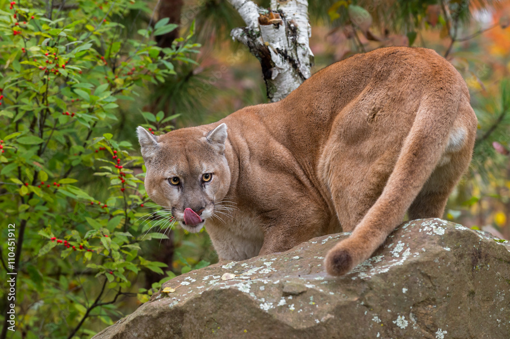 Adult Male Cougar (Puma concolor) Looks Back Stock Photo | Adobe Stock