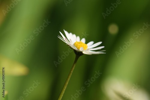 Daisy flower on meadow
