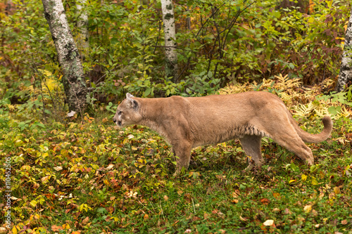 Adult Male Cougar  Puma concolor  Stalks