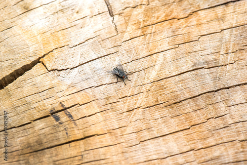 Fly insect on tree trunk