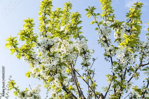 Spring blooming cherry flowers branch