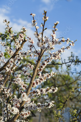 Spring apricot blossom in the garden