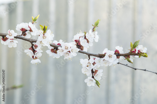 Blooming apricot tree in the garden