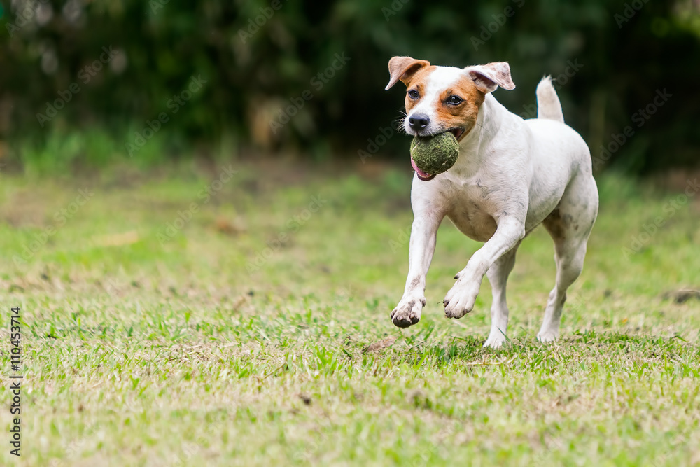 Jack Russell Terrier Playing With A Tennis Ball