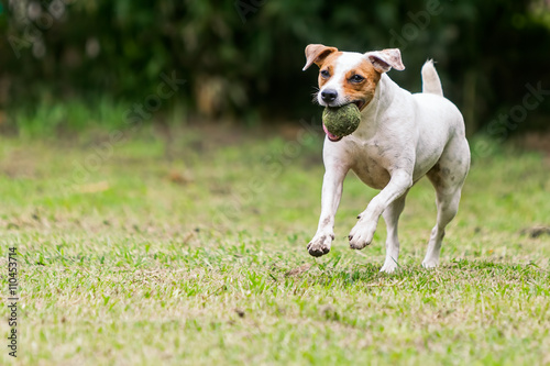 Jack Russell Terrier Playing With A Tennis Ball