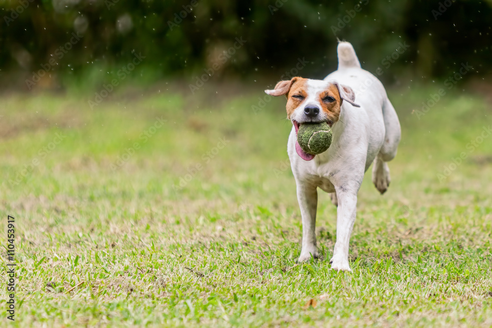 Jack Russell Terrier Running Toward To The Camera