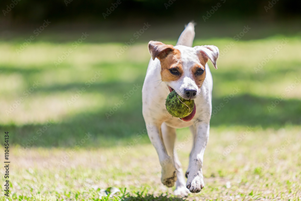 Portrait Of Jack Russell Terrier Running Portrait Of Jack Russell Terrier Running