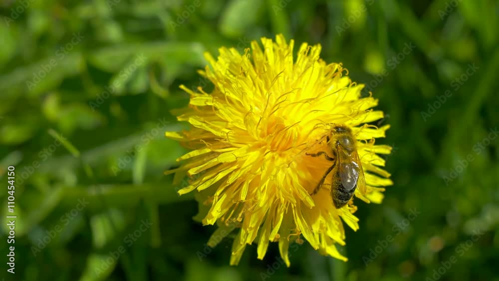 Bee collecting pollen from flower. Bee collecting pollen from flower.