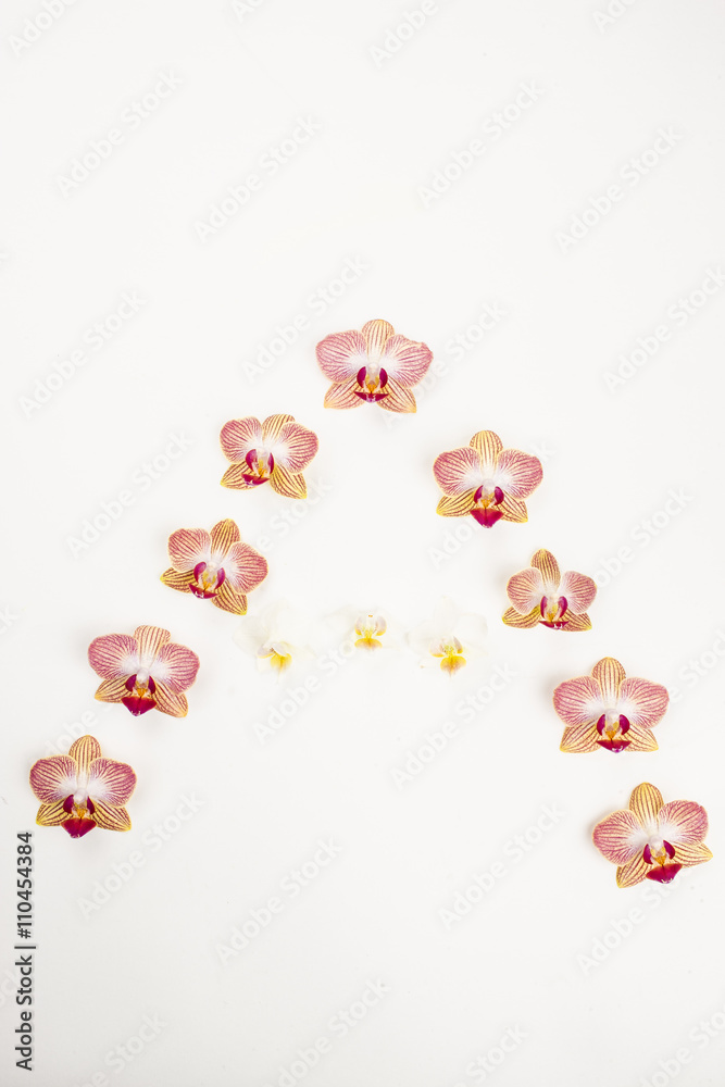 lettter a of orchids lettter a of orchids