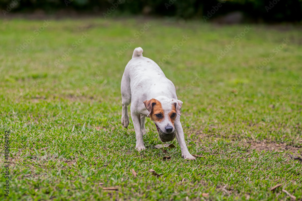 Jack Russell Terrier Chasing His Toy 