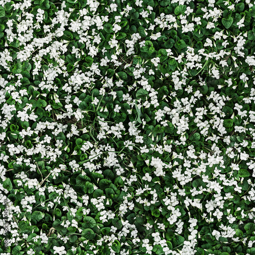 seamless background with small white flowers