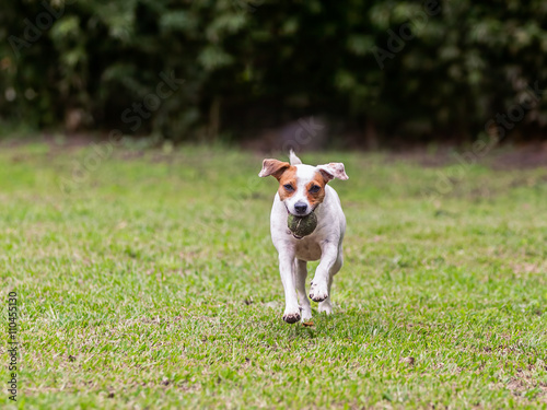 Purebred Jack Russell Terrier Female Dog Running
