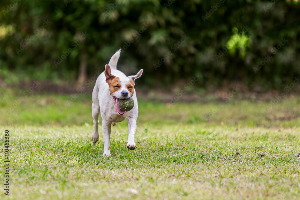 Jack Russell Terrier Running With His Favorite Toy