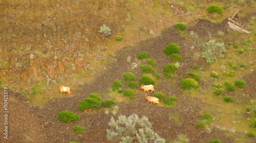 Mountain Goats easliy go where many can not looking to graze photo