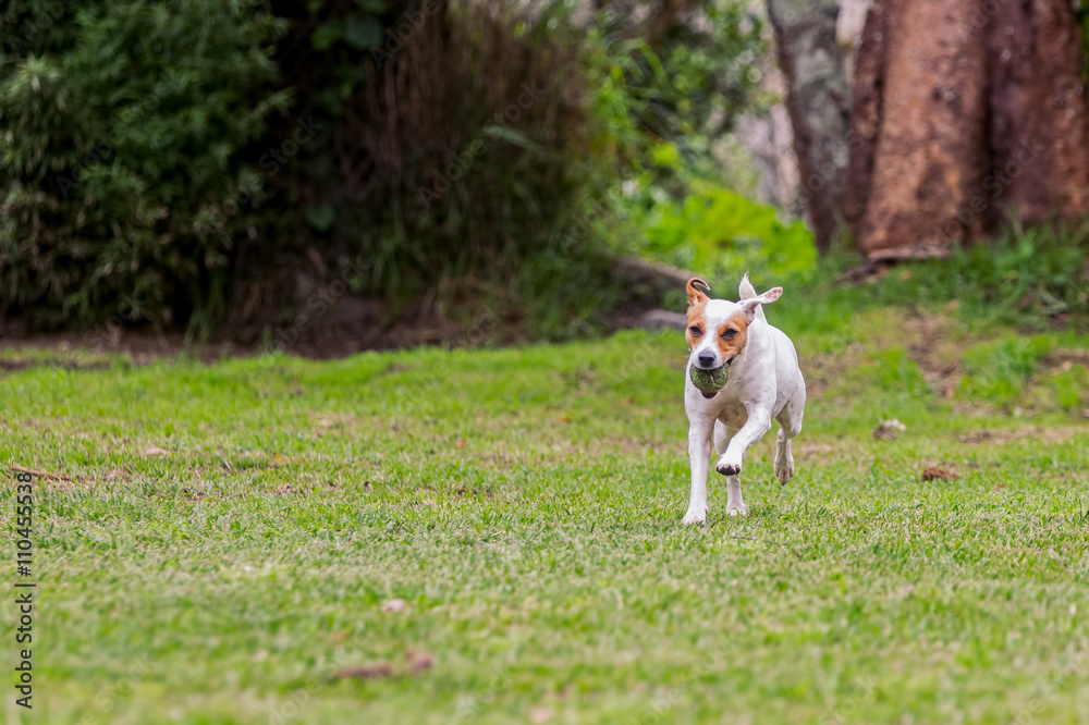 Jack Russell Terrier Dog Jumping On A Field Jack Russell Terrier Dog Jumping On A Field