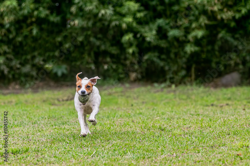 Jack Russell Terrier Chasing His Toy 