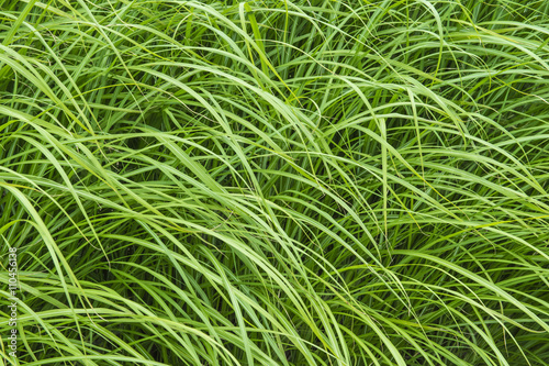 field of a green high grass