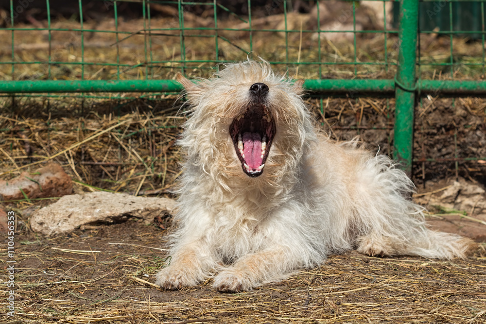 Little mongrel dog lying  and yawns