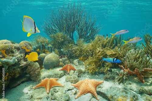 Underwater coral reef with starfish and tropical fish, Caribbean sea