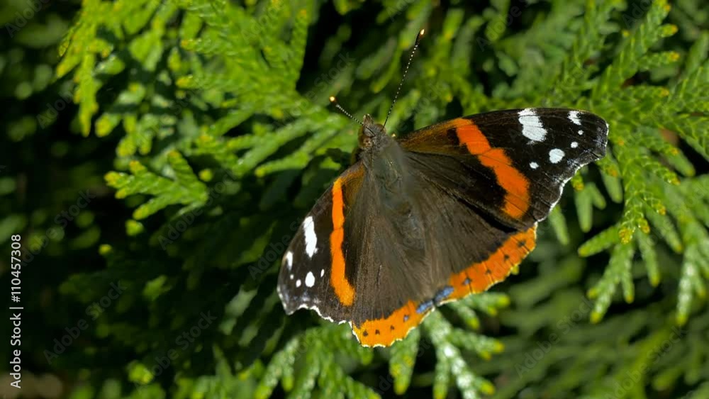 butterfly resting on coniferous butterfly resting on coniferous