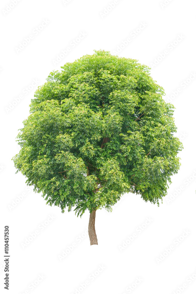 Neem tree white background