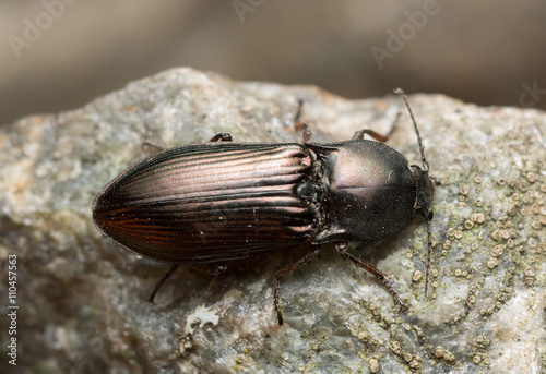 Click beetle, Selatosomus aeneus on rock photo