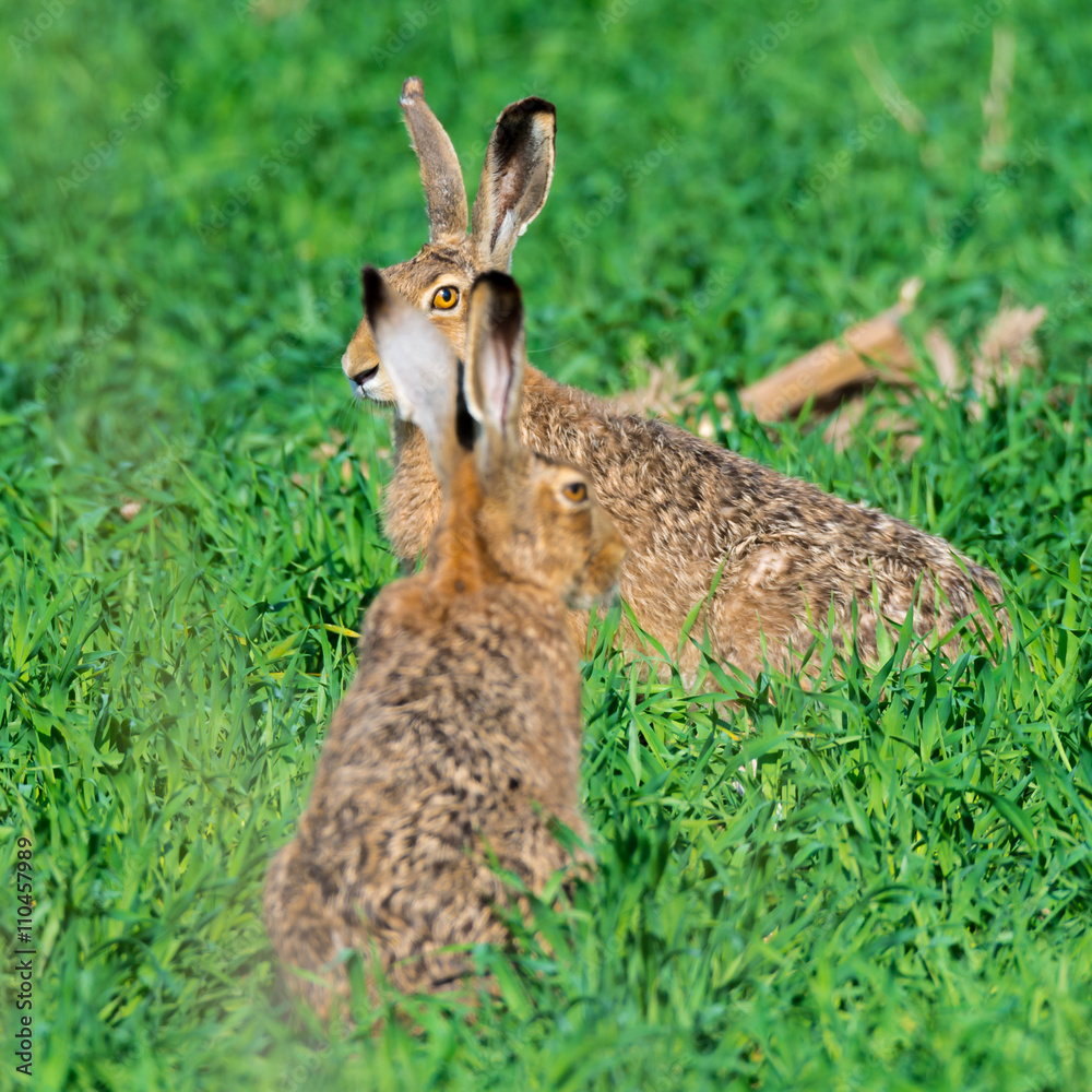 Feldhasen (Lepus europaeus) auf einem Feld sitzend Feldhasen (Lepus europaeus) auf einem Feld sitzend