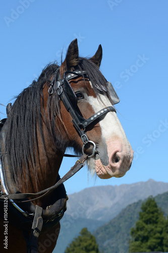 Clydesdale ready to go © Lakeview Images