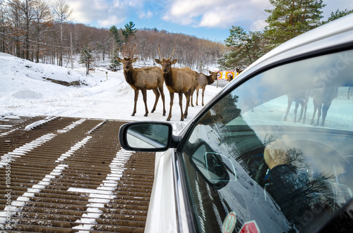 Deers blocking the way at Omega Park in Montebello, Quebec , Can photo