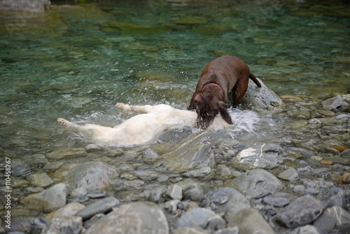 A retriever leaves his normal job of finding shot pheasants and throttles a young feral goat in a river