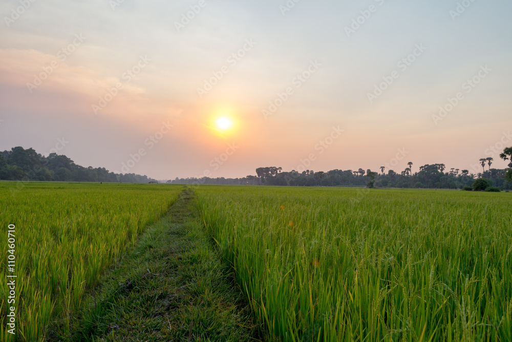 Fototapeta premium Rice field Siem Reap, Cambodia Apr 2016