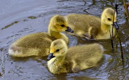 Small yellow geese in a pond © Jeramey Lende