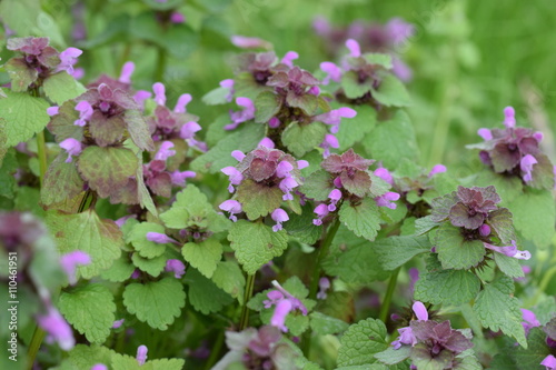 PurpurroteTaubnessel (Lamium purpureum) auf der Wiese photo