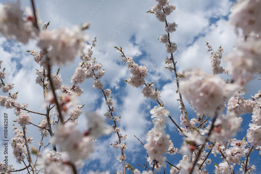 Cherry blossom or Sakura flower with blue sky and clouds Cherry blossom or Sakura flower with blue sky and clouds