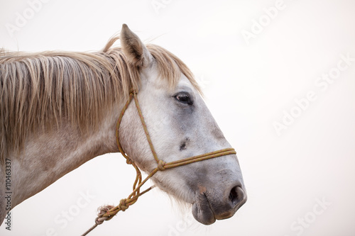 close-up horse © todja
