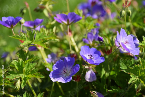 Wiesen-Storchschnabel  Geranium pratense 