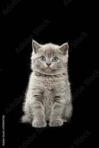 little british short hair blue kittens