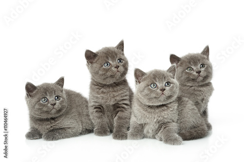 Fototapeta Naklejka Na Ścianę i Meble -  little british short hair blue kittens